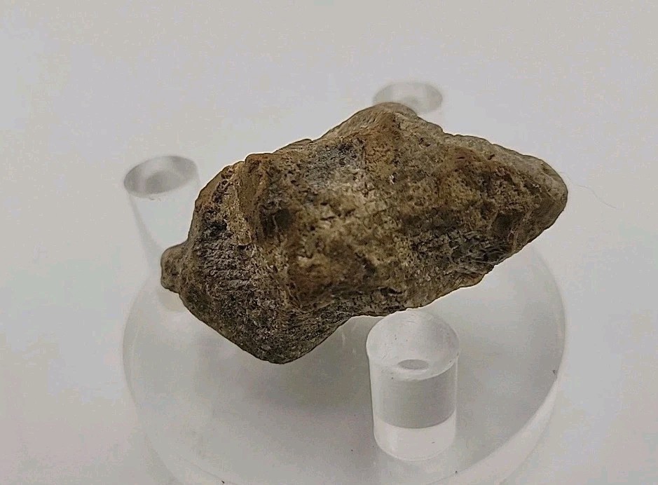 Real Permineralized Lizard 🦎 Egg Fossil