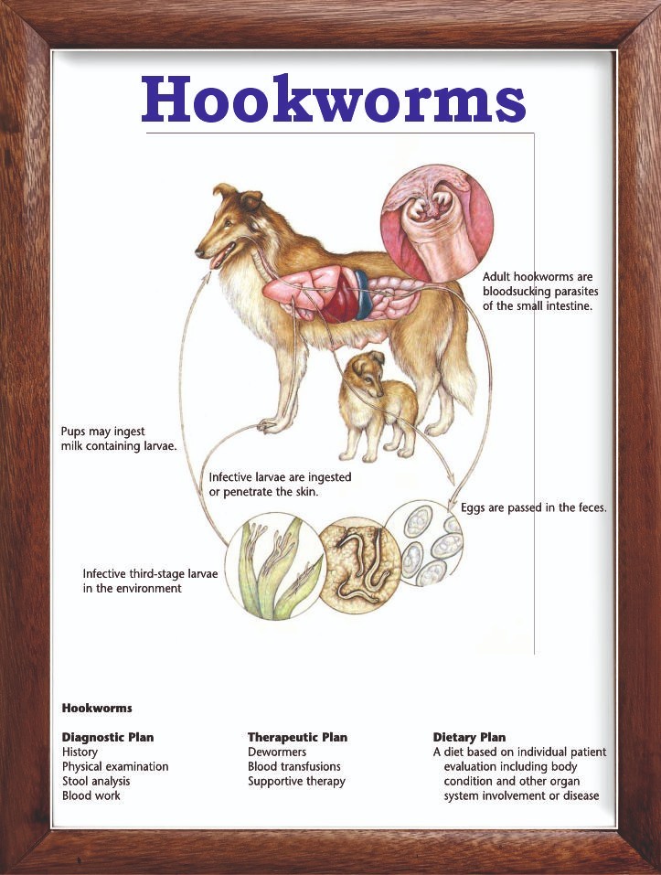 Hookworms Chart 12x18 inches