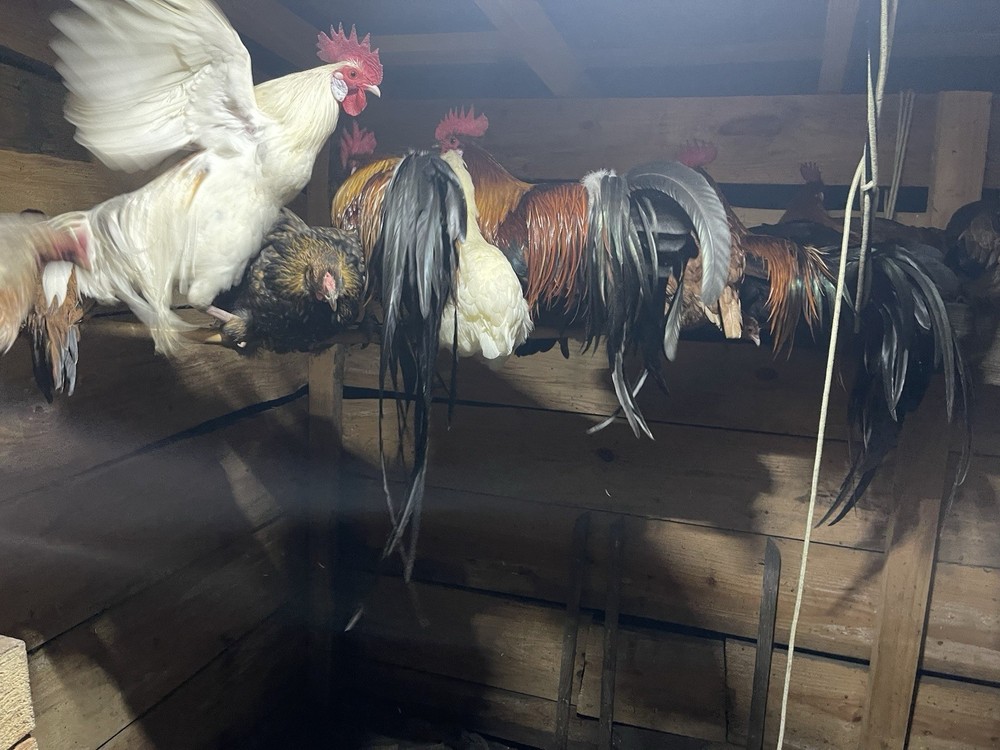 10+ Count Barnyard Mix Fertile Chicken Eggs