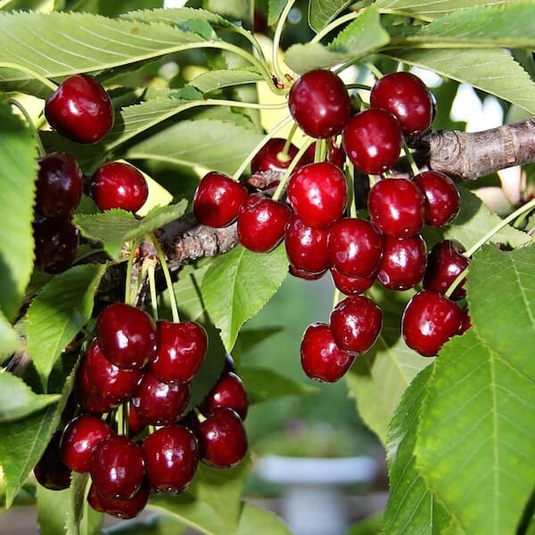 3 ft. Lapins Cherry Semi-Dwarf Tree – Self-Pollinating, High Yield