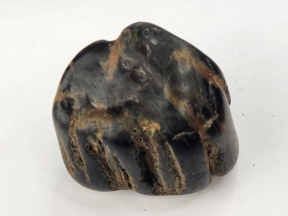Petrified Wood Section - Unknown Age and Locality