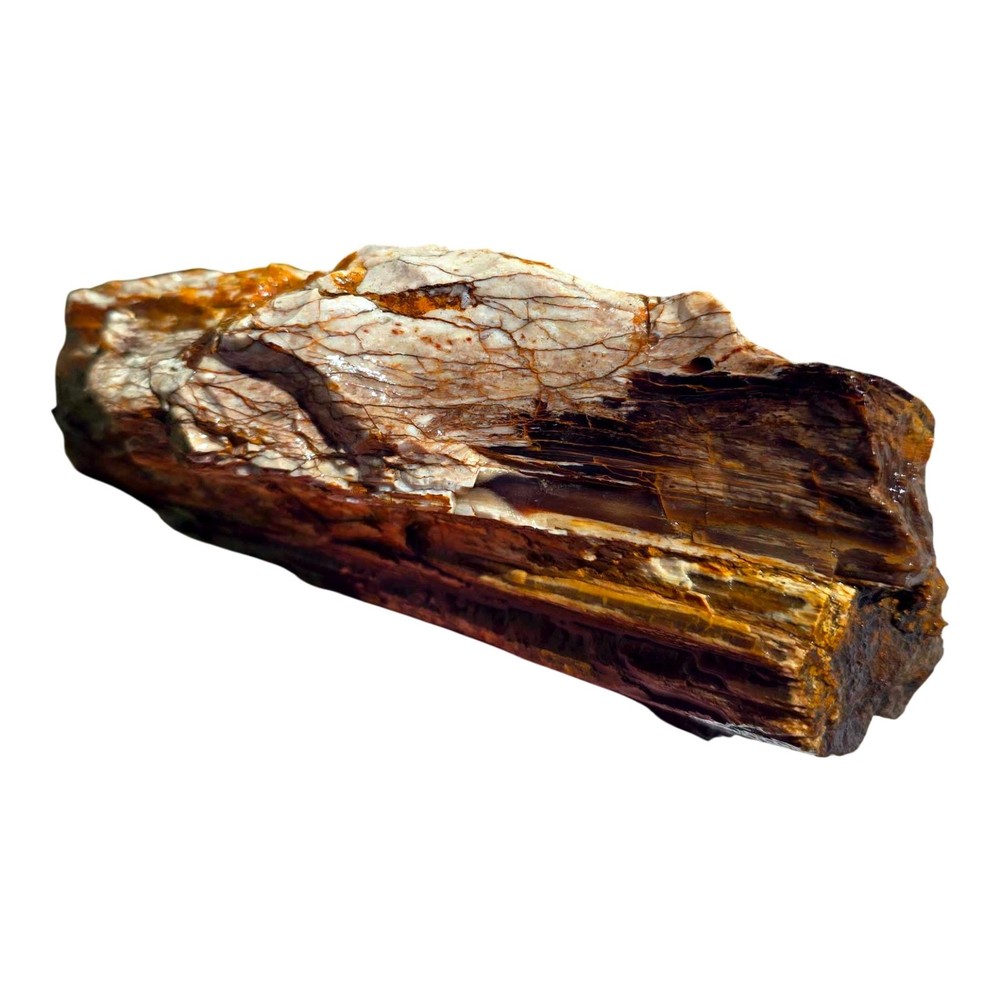 Pacific Northwest Petrified Wood Random Pull Saddle Mountain