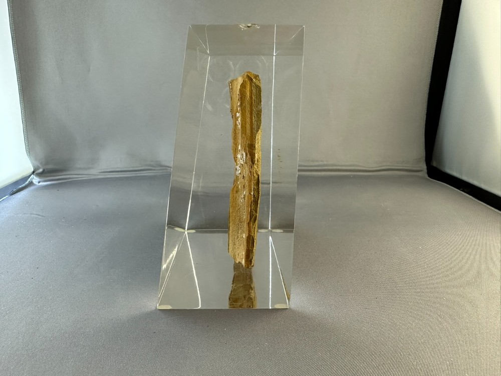 🦴 Fossilized Fish in Stone Matrix 🐟 | Authentic Prehistoric Specimen | Display