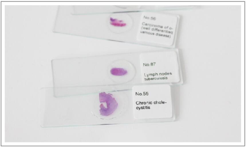 100PCS Mammals Pathology Microscope Prepared Slides Set Specimen