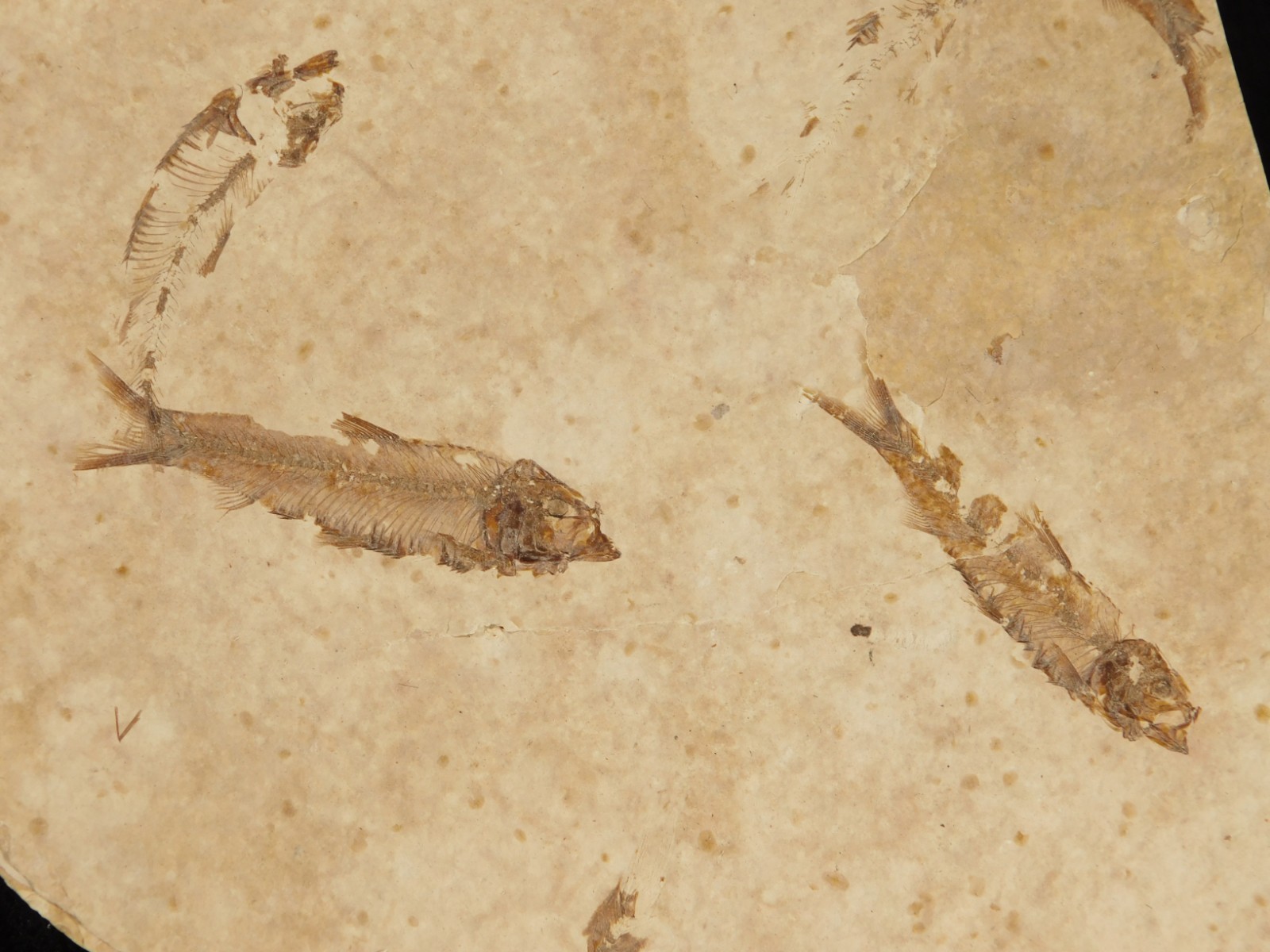 Rock AQUARIUM SEVEN! 50 Million Year Old Knightia FISH Fossils Wyoming 359gr