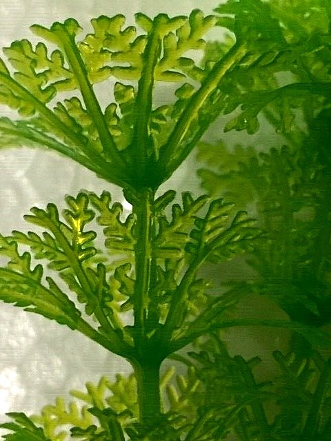 5 x LARGE MIXED *ALL GREEN* PLASTIC PLANT LOT 8"- 11" AQUARIUM FISH DECORATION.