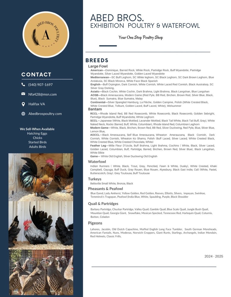 Assorted Large Fowl Hatching Eggs—Exhibition Line