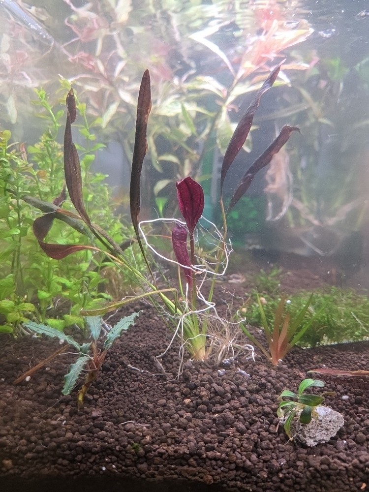 Echinodorus Aflame