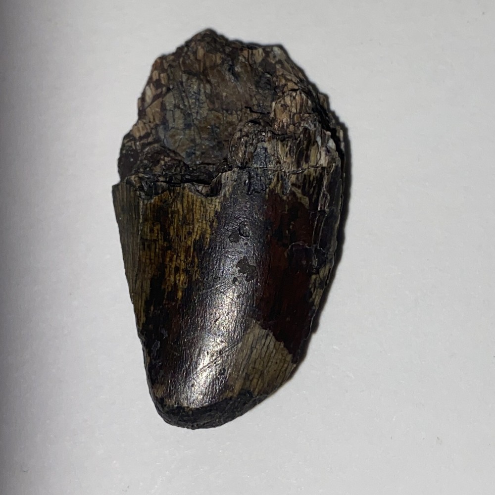 afrovenator Tooth