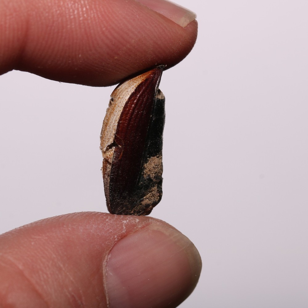 Beetle Shell Shed - Hell Creek Formation Cretaceous Beautiful Specimen
