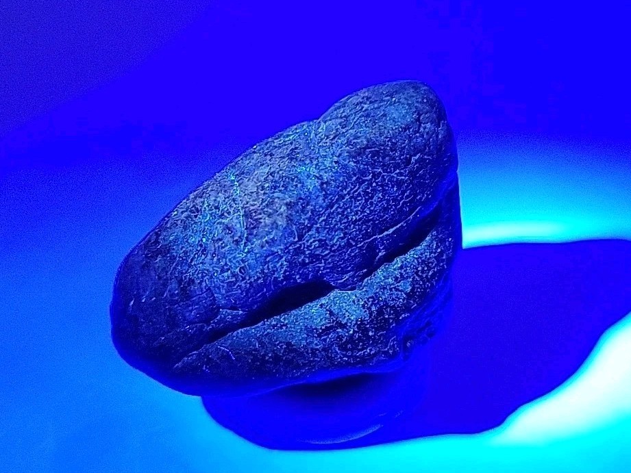 Real Permineralized Bird Egg Fossil