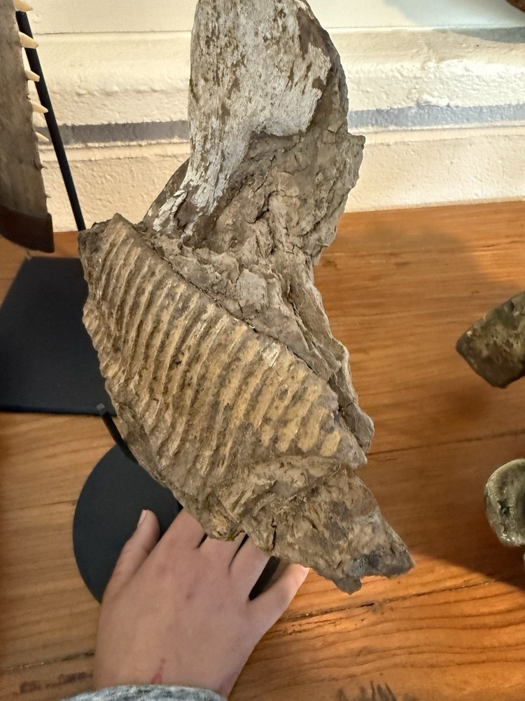 Hadrosaurus Fossil Jaw With Tooth