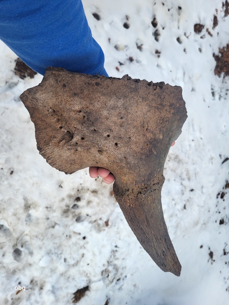 Historic Bison Horn Core Partial Skull river find