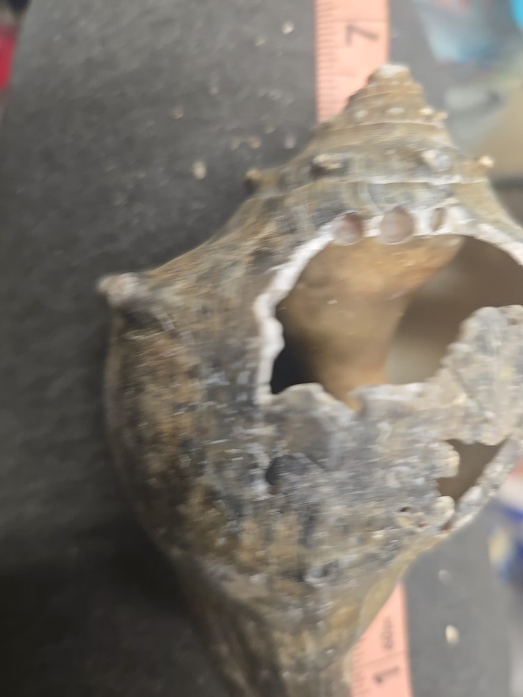 Natural Shell 6.5 Inches Long. Helmut Conch