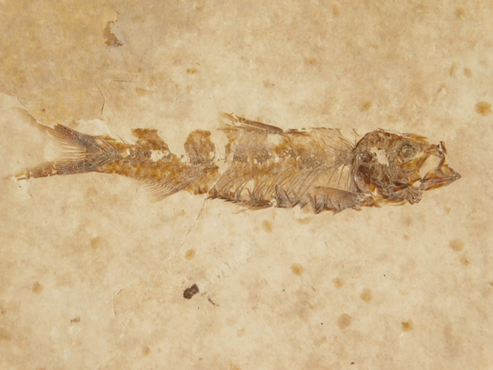 Rock AQUARIUM SEVEN! 50 Million Year Old Knightia FISH Fossils Wyoming 359gr