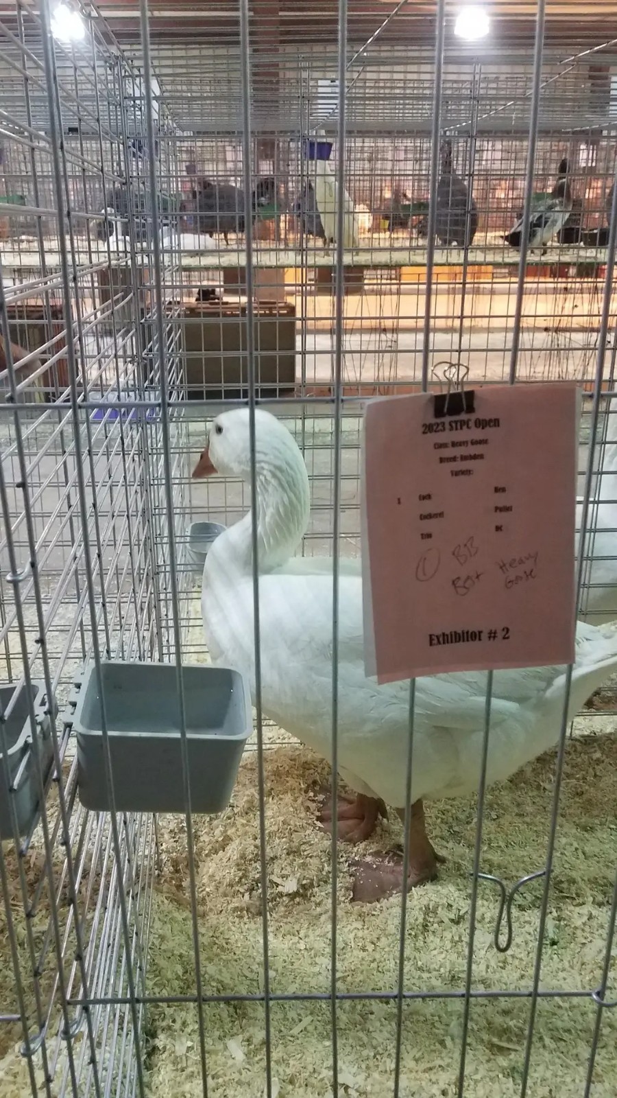 White Embden Hatching Goose Eggs