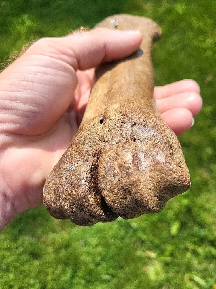 Bison metacarpal Historic bison foot bone