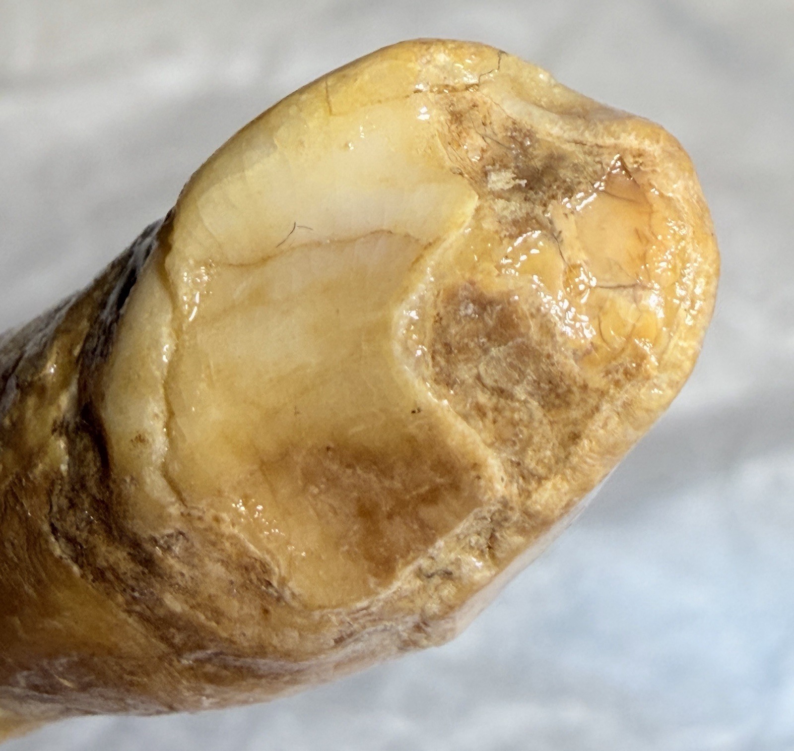 Ursus Spelaeus Fantastic 2” Romanian Cave Bear Canine Tooth Fossil, Talisman✨🔥