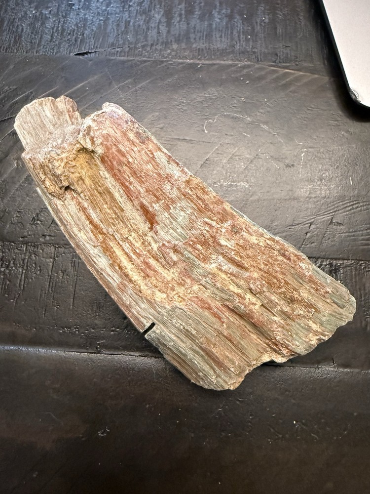 petrified wood
