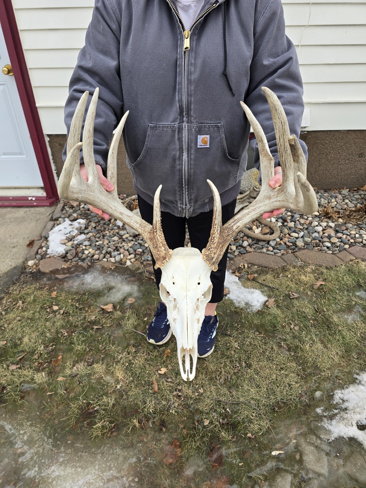 HUGE Wild 10pt 166"  Whitetail Deer Skull European Decor Man Cave Taxidermy Buck