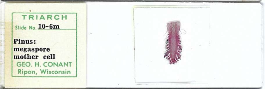Pine Megaspore Mother Cell Microscope Slide by Geo. H. Conant