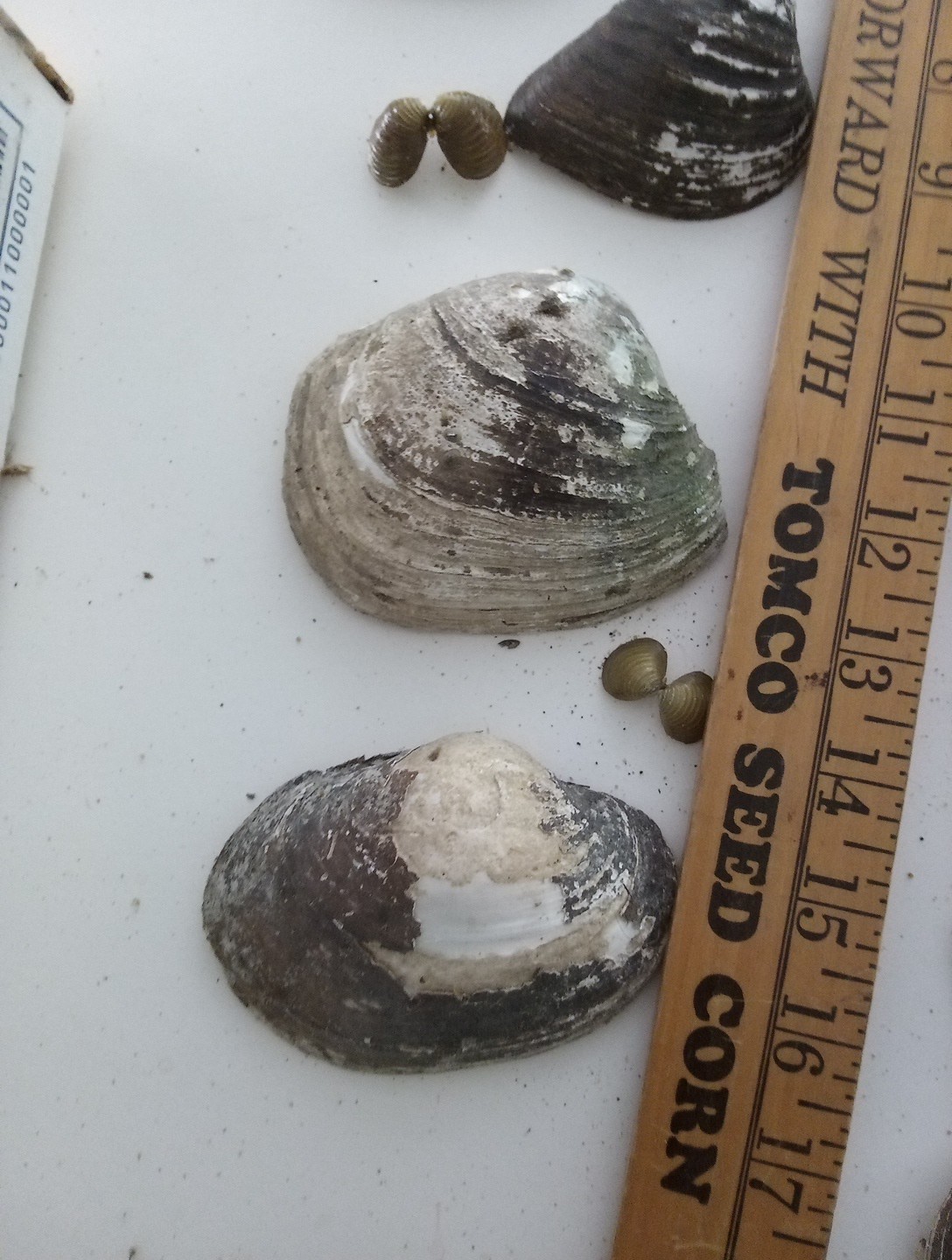 Lot Of Mississippi River Clam Shells,Mother of Pearl,Crafts,Aquariums