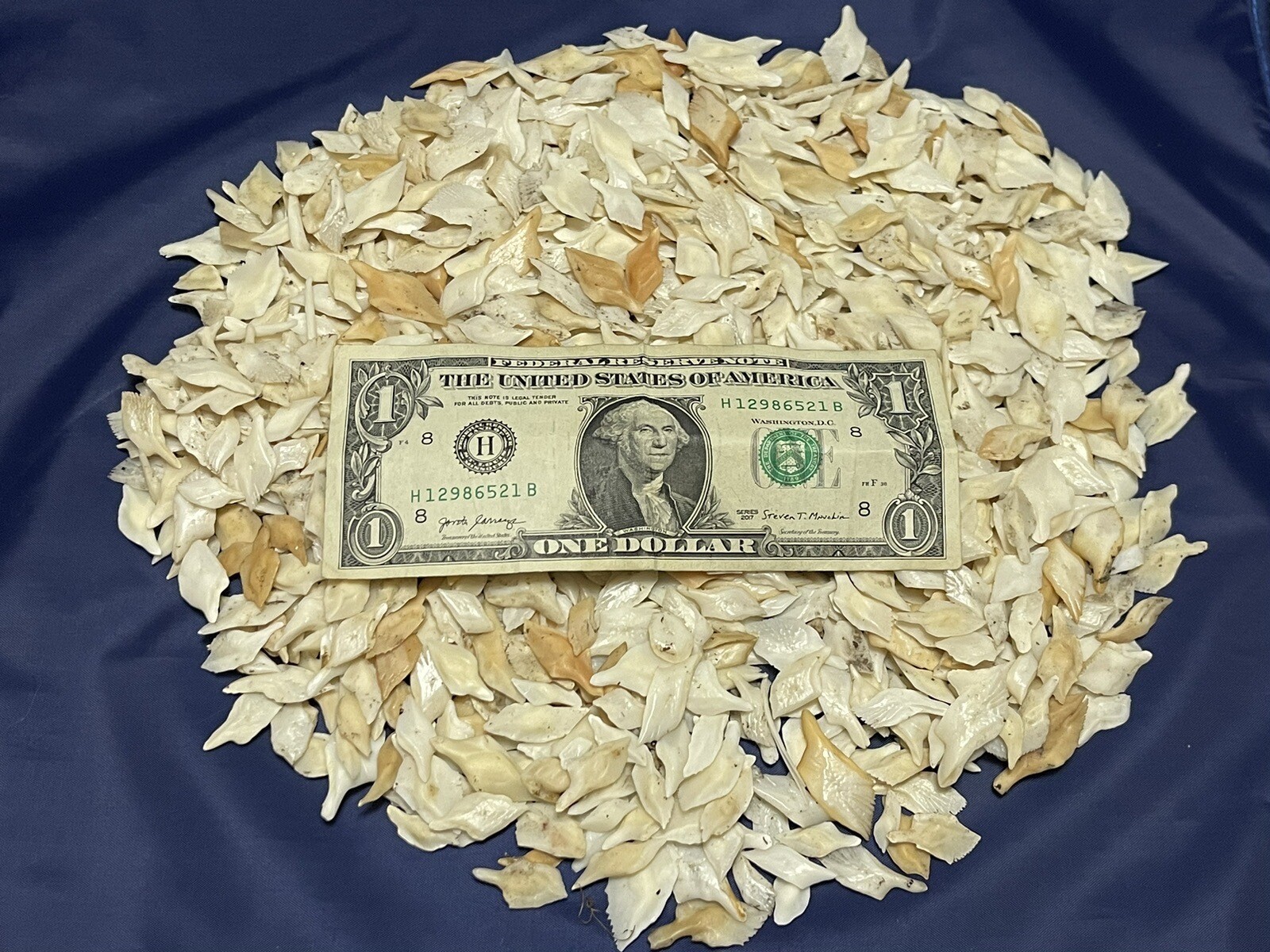 Alligator Gar Scales 1 Pound Bag For Crafts And Jewelry Making