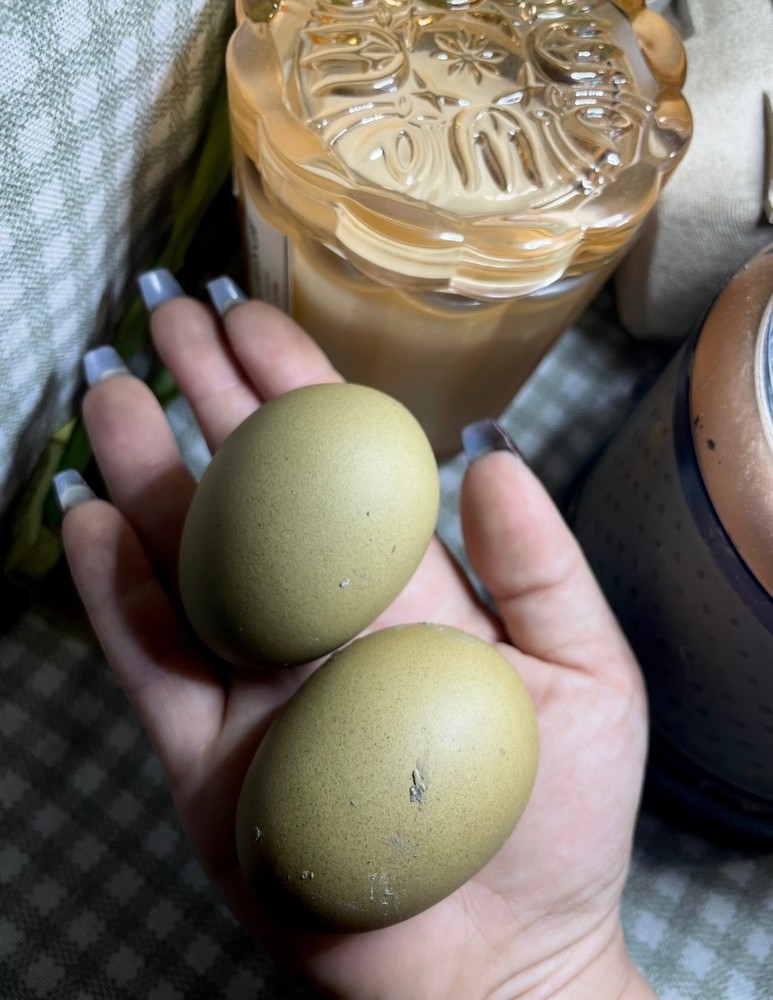 12 Fertile Olive Egger Hatching Chicken Eggs