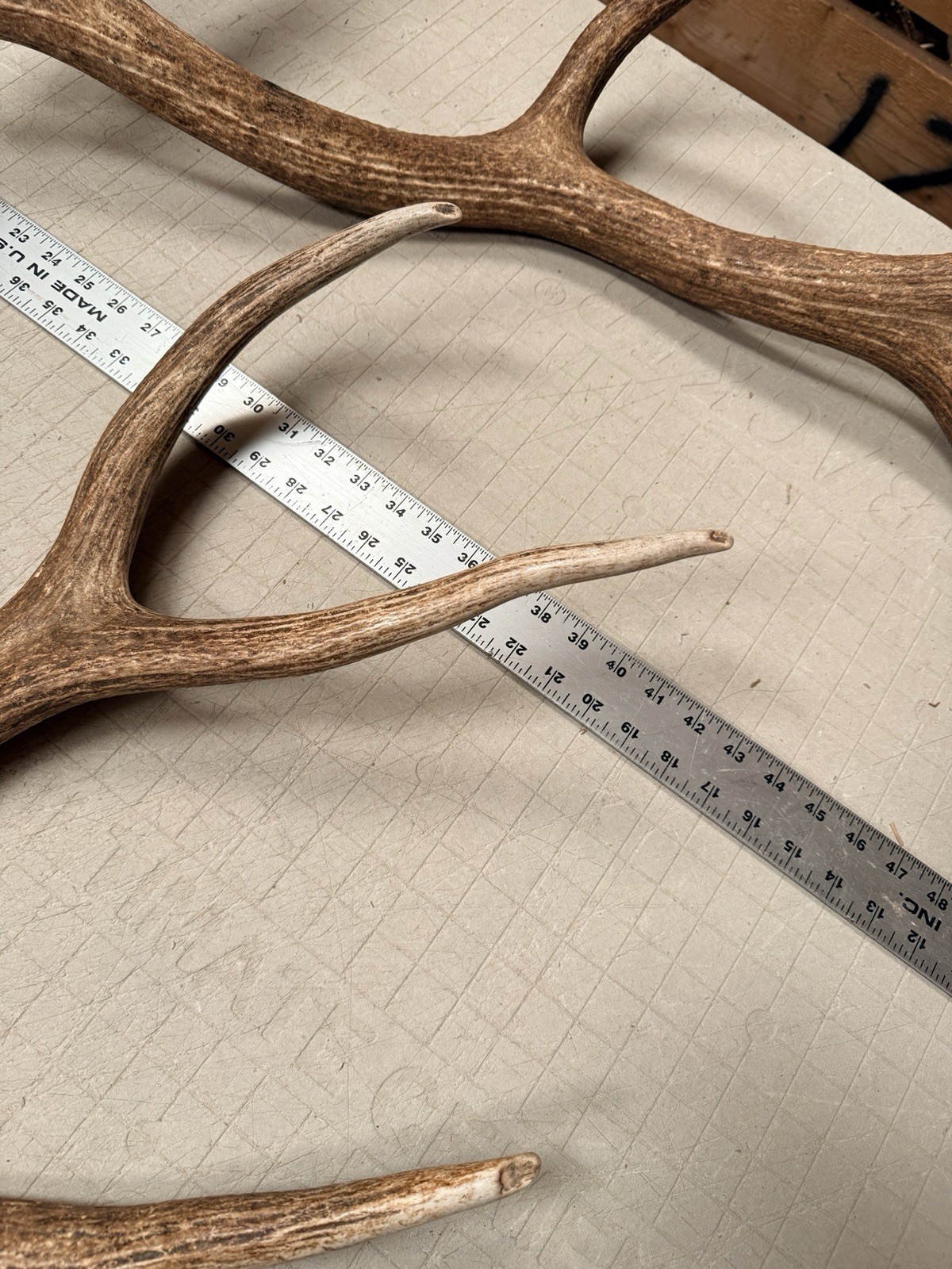 6x6 Set Of Elk Sheds ~ Elk Antlers ~ Cabin Decor
