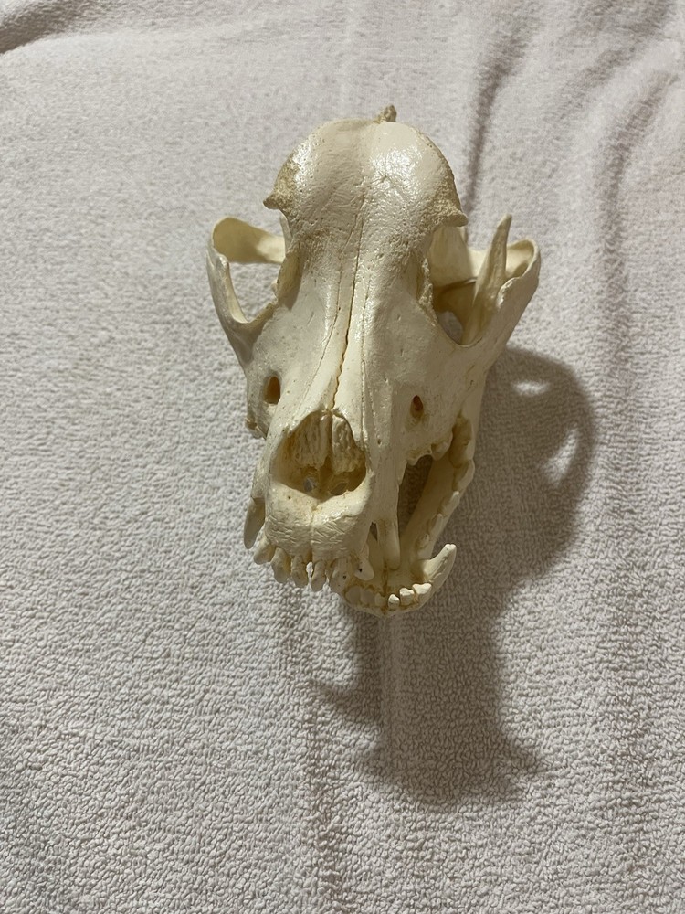 Canine (Dog)  Skull Model