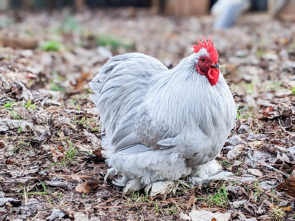 6+ Lavender (Self Blue) Bantam Cochin Hatching Eggs