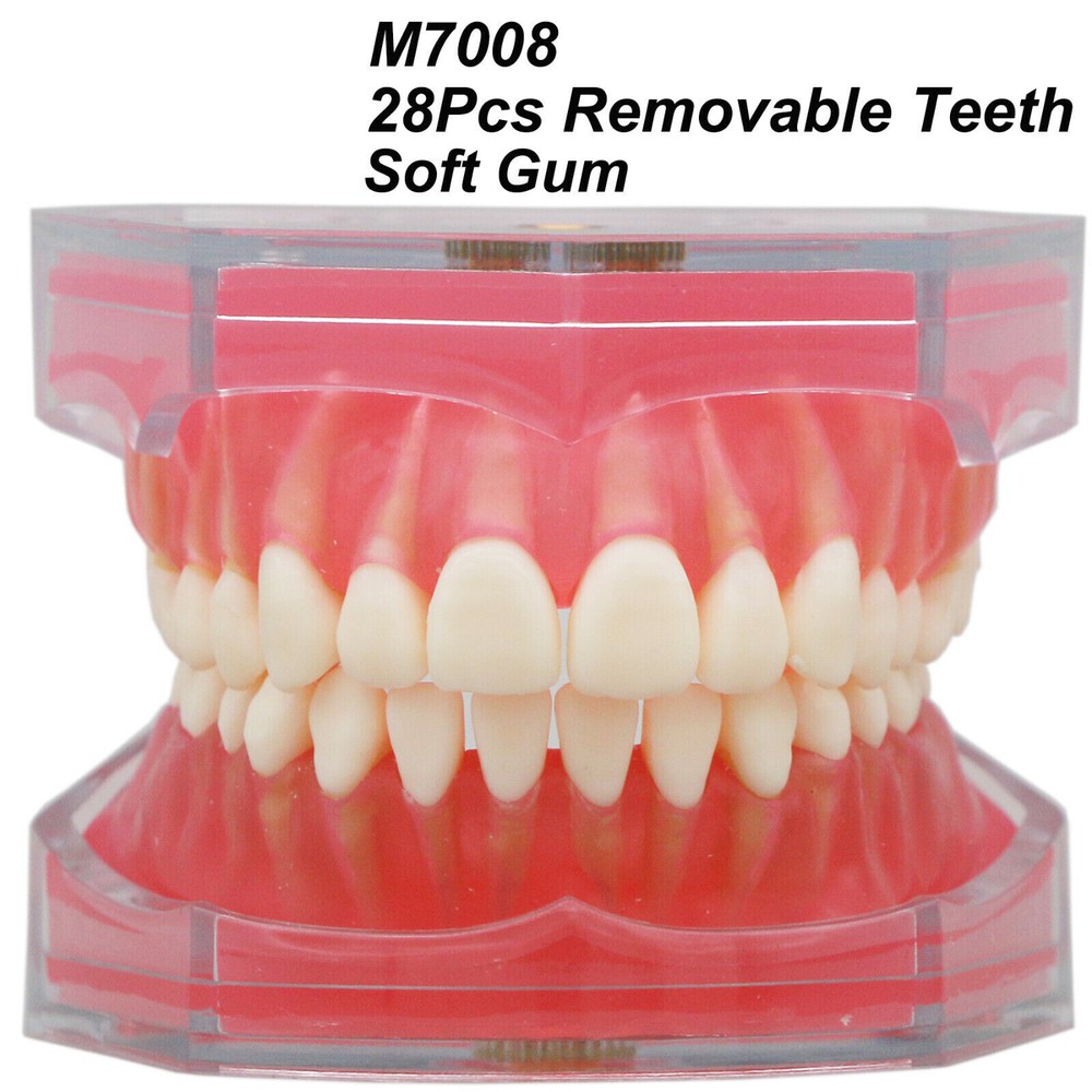 Dental Ortho Teeth Model Implants Practice Teaching Restortion Brushing Model