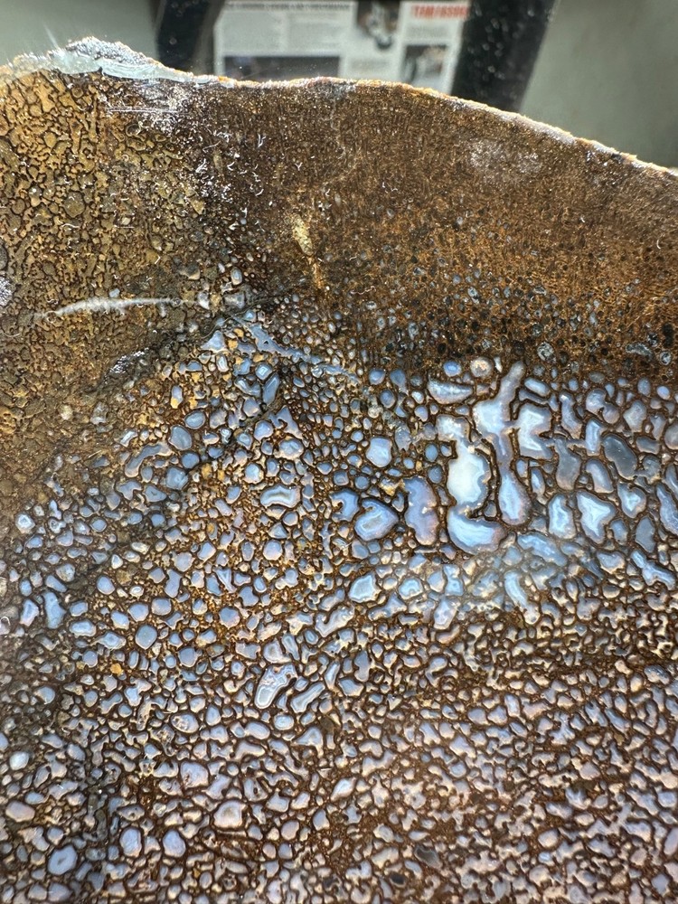 Dinosaur bone rough **hxtled slab.