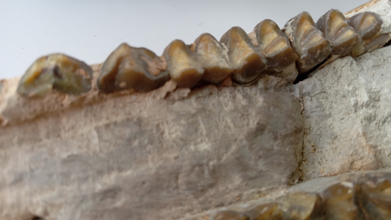 Camel Jaw Teeth Fossil From Badlands South Dakota