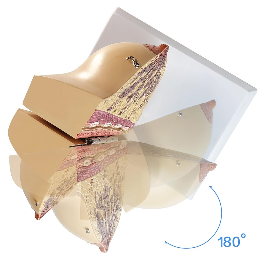 Non-lactating Breast Model, Breast Sagittal Section Anatomical Display Model,...