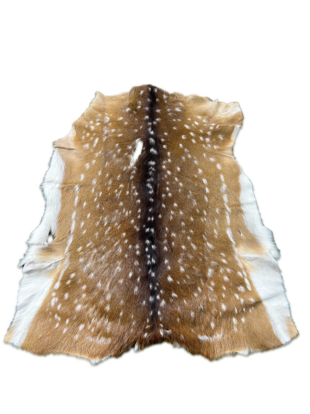 Axis Deer Skin Second Grade -Axis Deer Hide Size: 38"X30" Cheetal deer buck hide