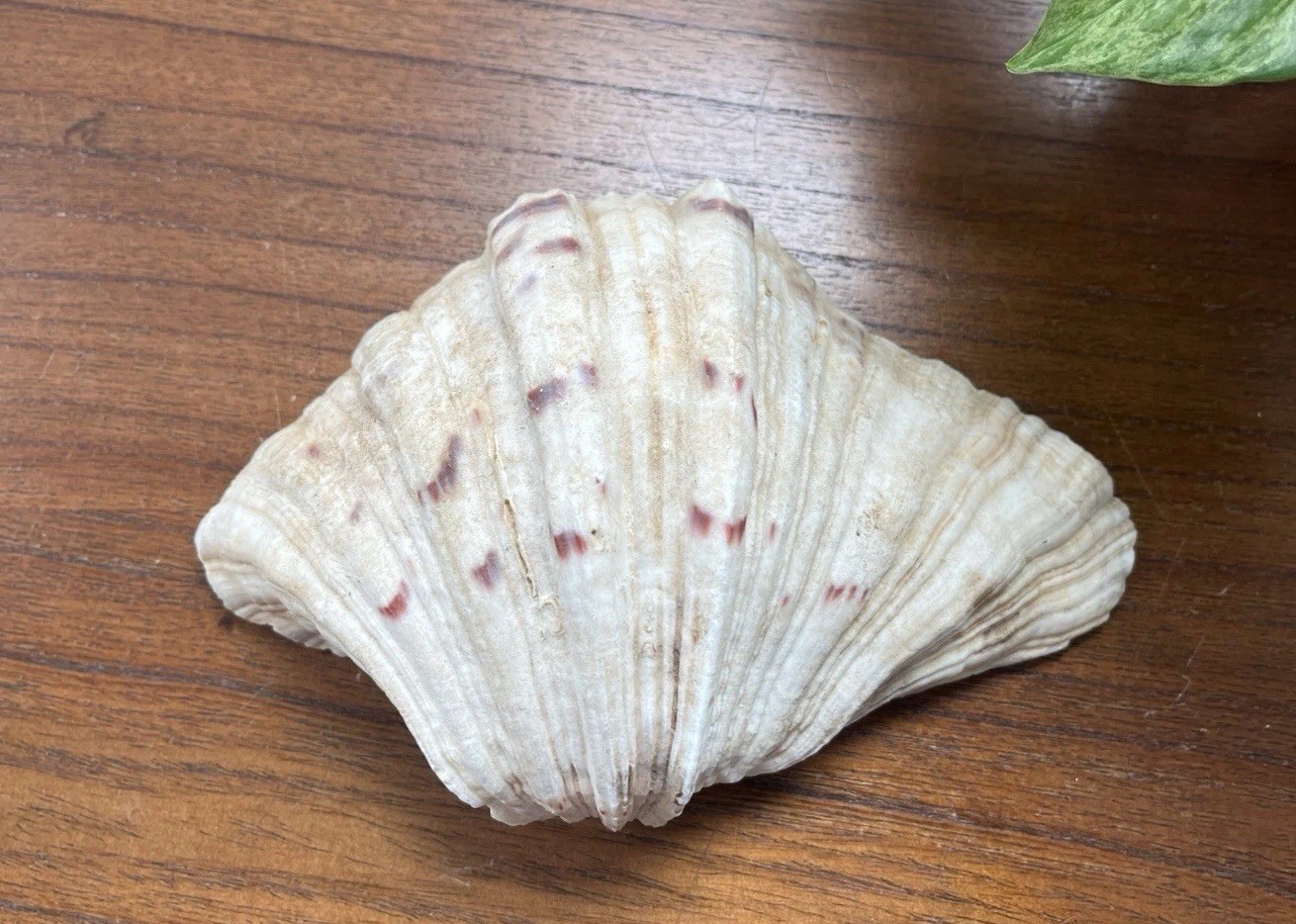 Bear Paw Clam Shell Half 7” X 5” Natural Nautical Beach Decor Real Coastal