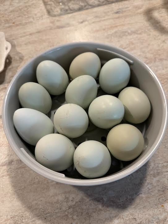 12 haching eggs (easter egger)