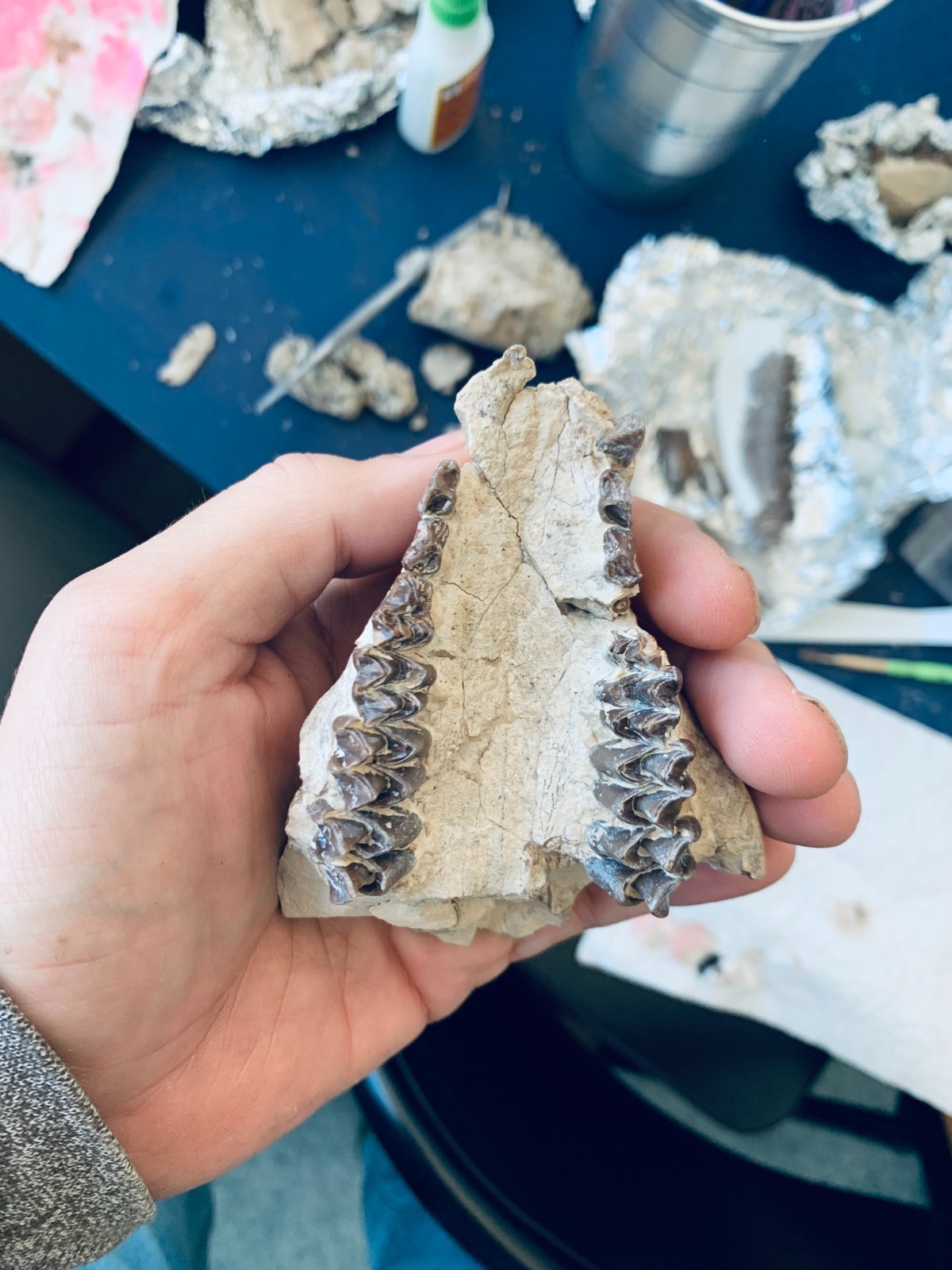 Fossil Oreodont Skull, Merycoidodon, White River Badlands, Nebraska