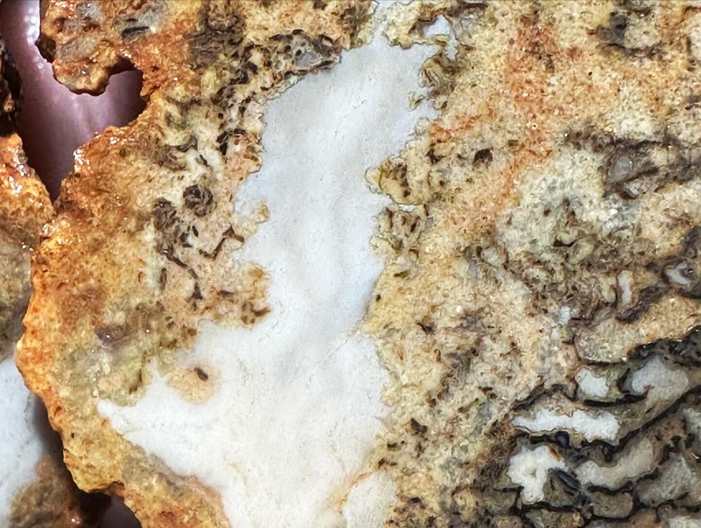 Dinosaur bone rough fortified wash split.