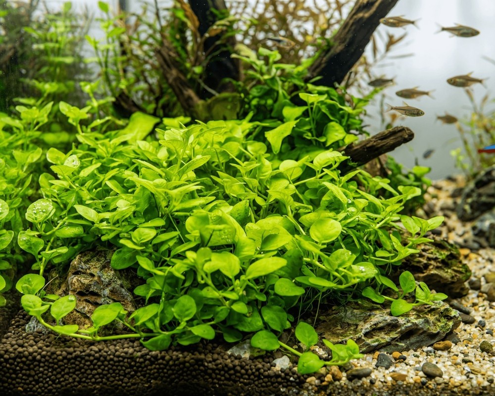 3 Stems Hygrophila Serpyllum - Submersed Grown