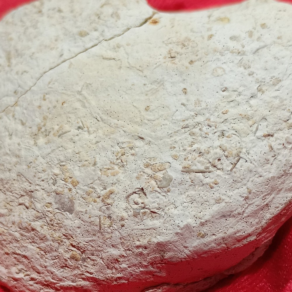 Pelecypod Clam Fossil