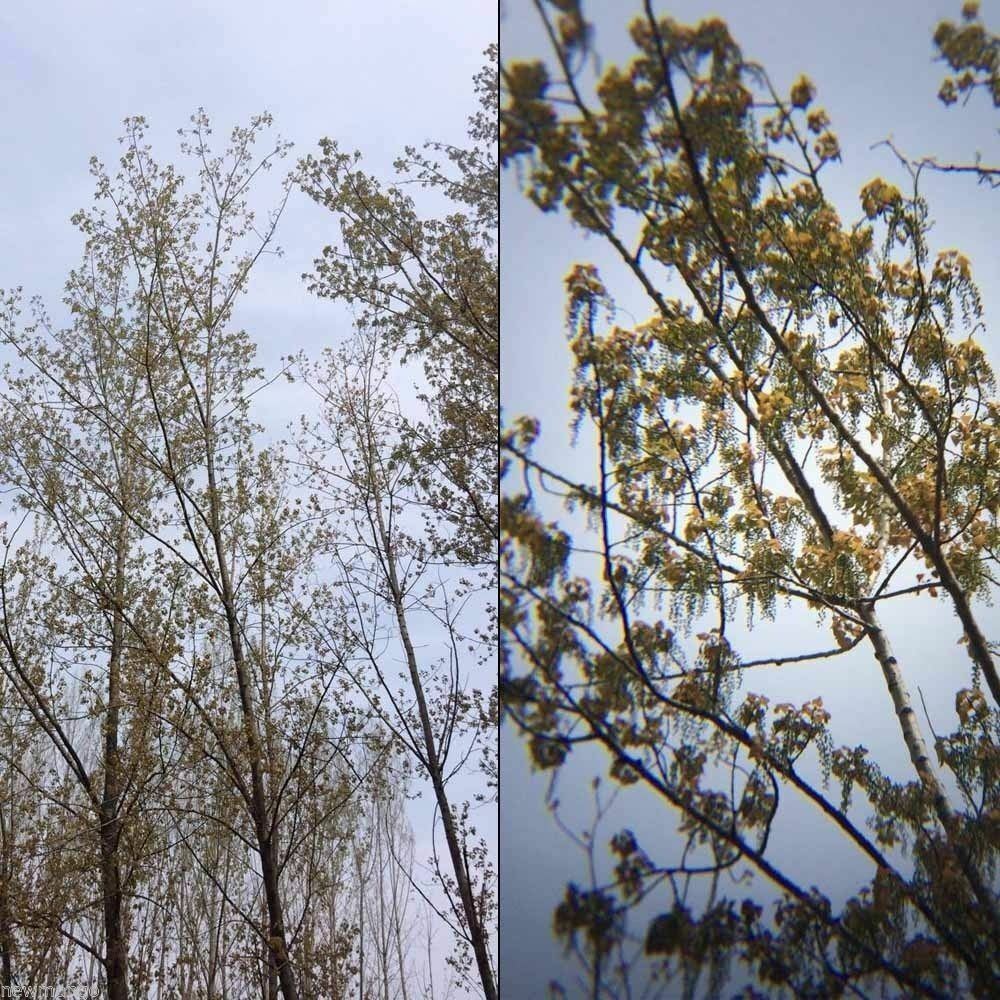 Universal 8X Zoom Lens Optical Clip Telephoto Telescope Cell Phone Camera Lens