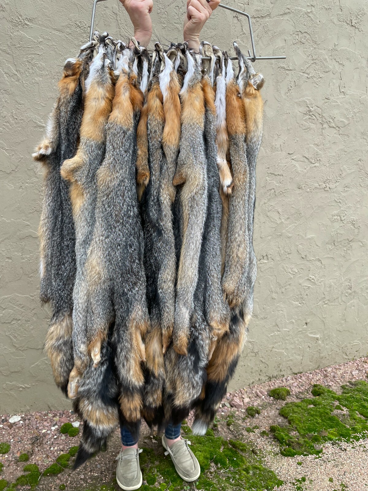Tanned Grey Fox Winter “Heavy Fur” Northeast US, Gray