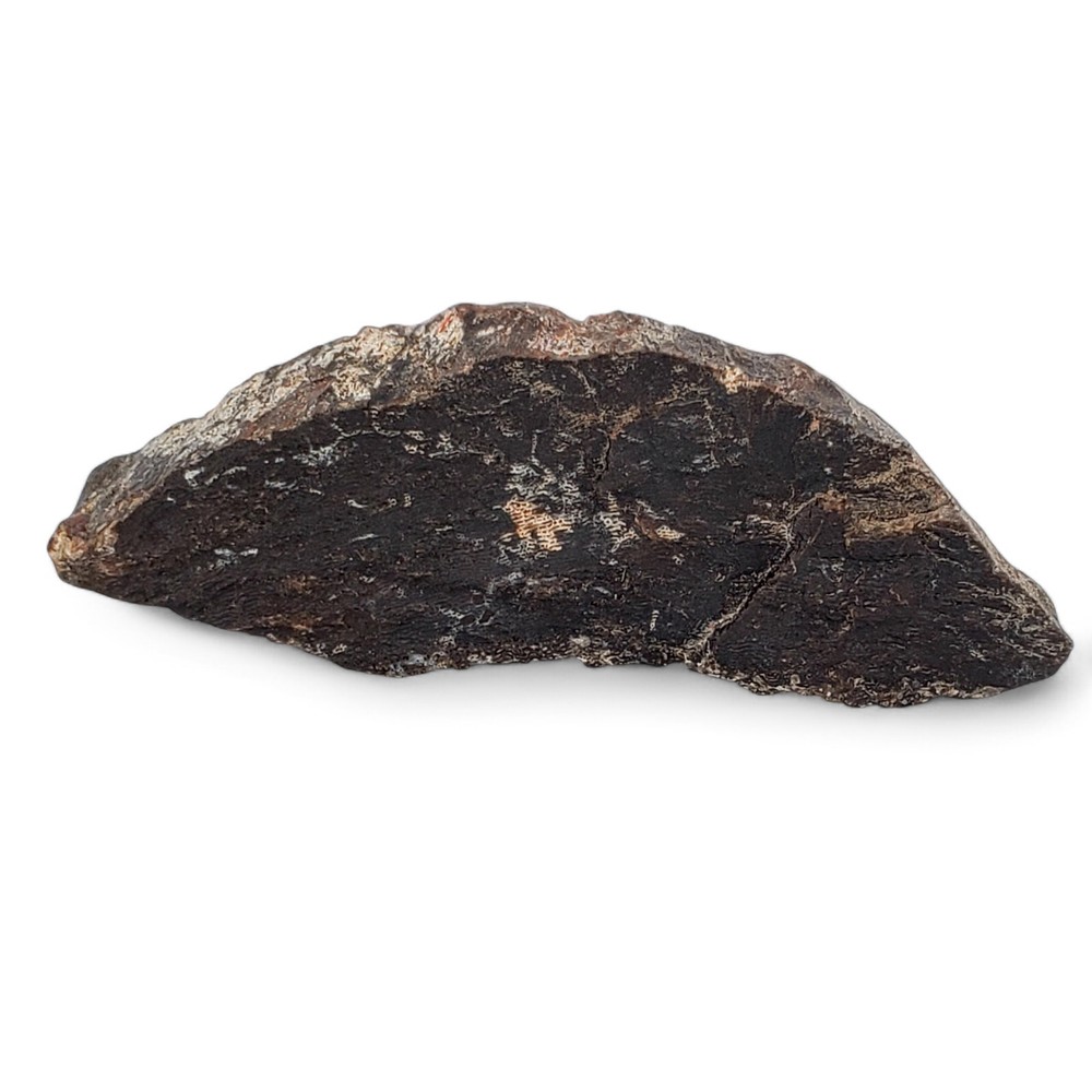 Authentic Jurassic Dinosaur Bone Fossil - Morrison Formation, Colorado