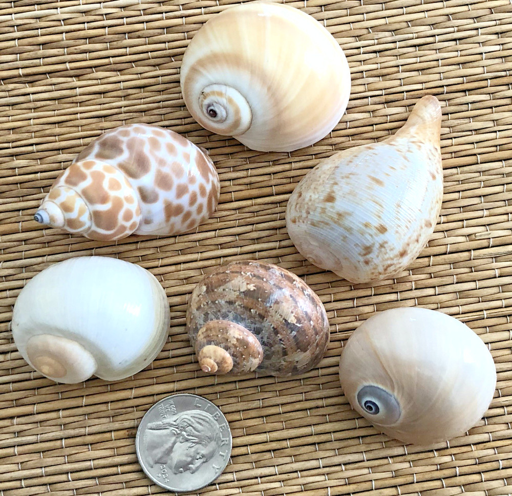 6 MEDIUM SEA SHELLS FOR YOUR GROWING HERMIT CRABS