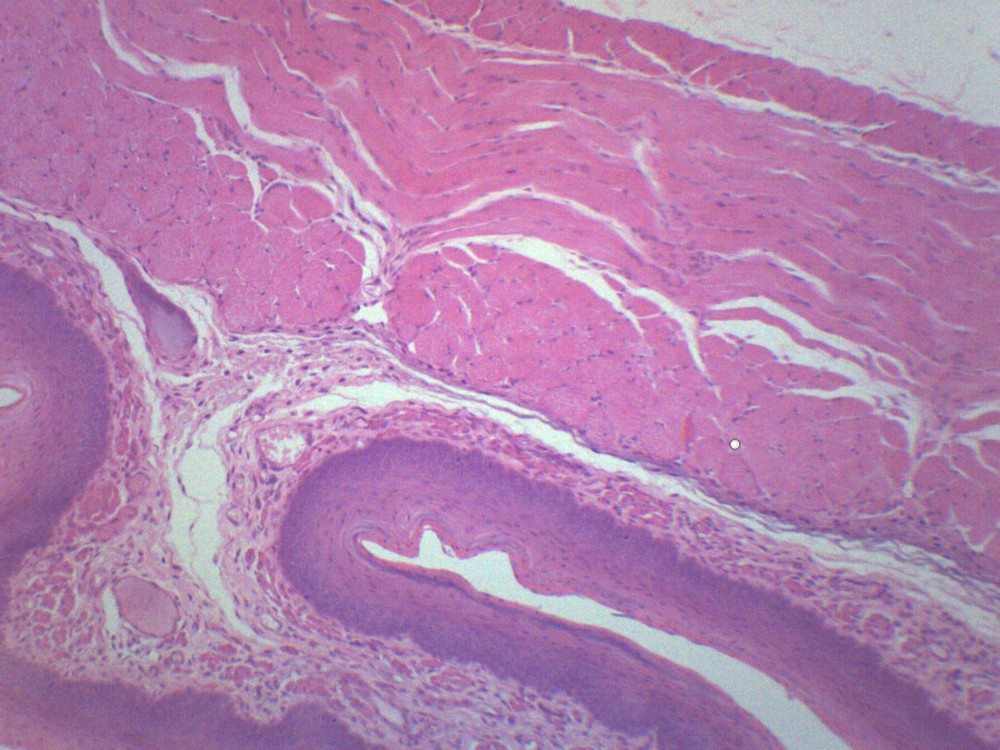 Esophagus Epithelium - Prepared Microscope Slide - 75x25mm - Eisco Labs
