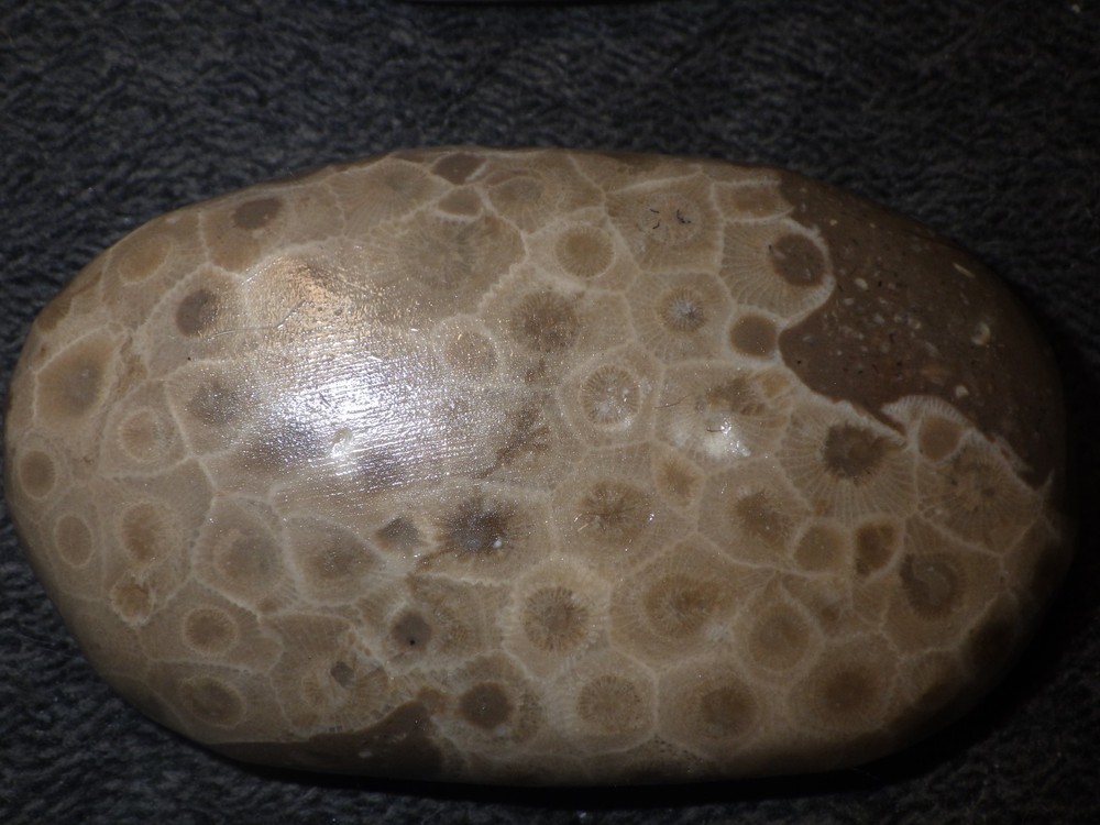 Polished Petoskey Stones 9.5 oz