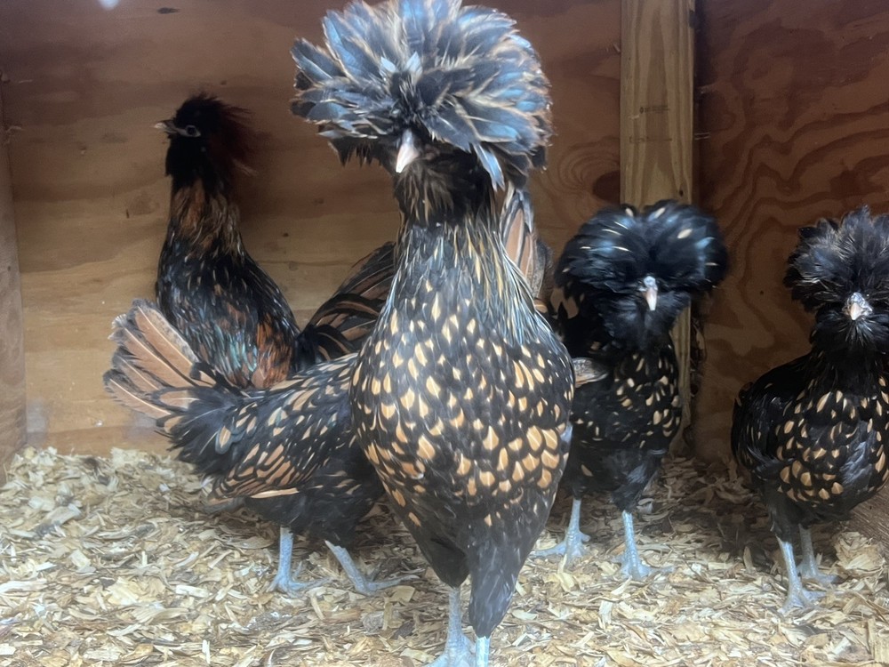 Assorted Large Fowl Hatching Eggs—Exhibition Line