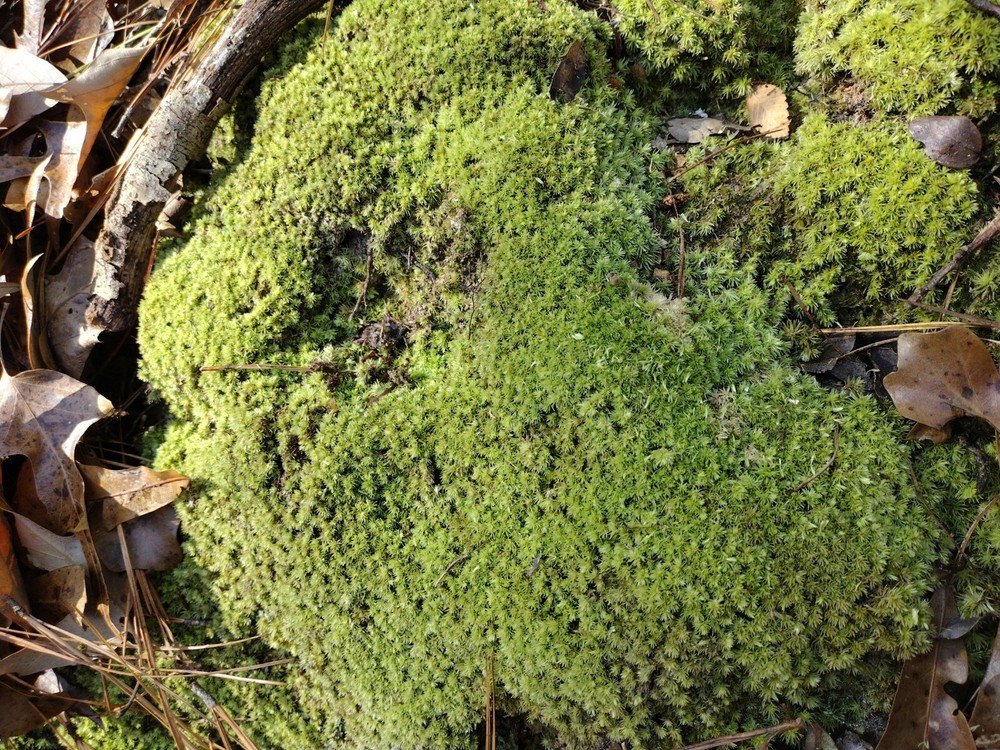 East Texas Organix Free Range Moss